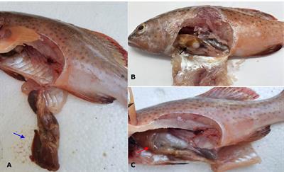 Identification of Vibrio ponticus as a bacterial pathogen of coral trout Plectropomus leopardus